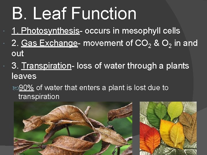 B. Leaf Function 1. Photosynthesis- occurs in mesophyll cells 2. Gas Exchange- movement of