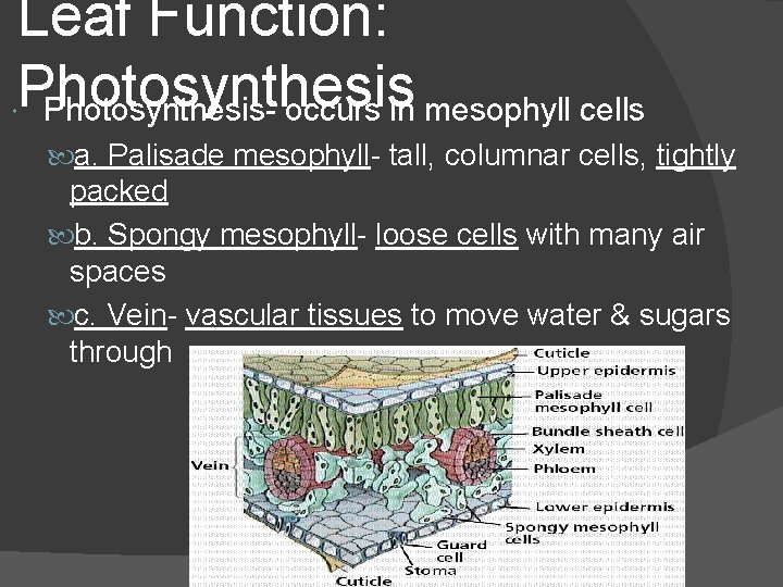 Leaf Function: Photosynthesis- occurs in mesophyll cells a. Palisade mesophyll- tall, columnar cells, tightly