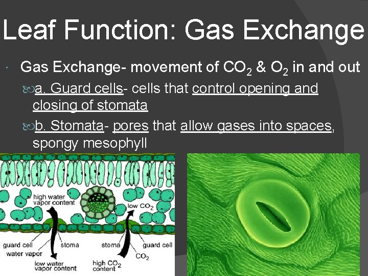 Leaf Function: Gas Exchange- movement of CO 2 & O 2 in and out