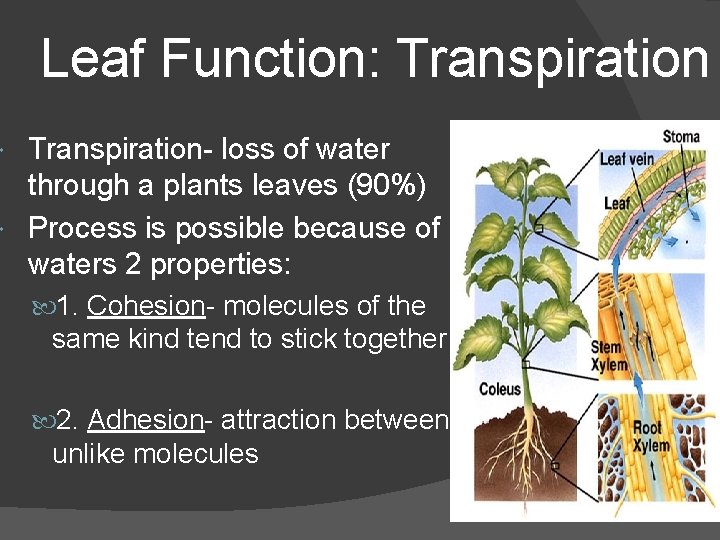 Leaf Function: Transpiration- loss of water through a plants leaves (90%) Process is possible