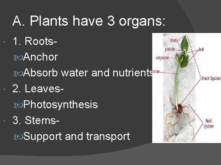 A. Plants have 3 organs: 1. Roots Anchor Absorb water and nutrients 2. Leaves