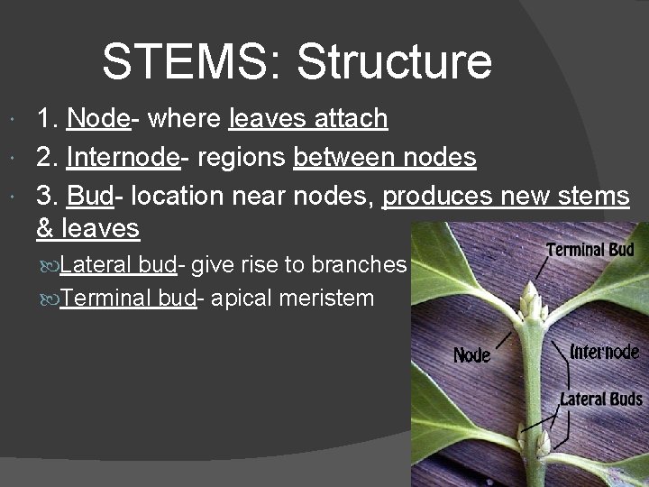 STEMS: Structure 1. Node- where leaves attach 2. Internode- regions between nodes 3. Bud- STEMS: Structure 1. Node- where leaves attach 2. Internode- regions between nodes 3. Bud-
