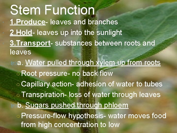 Stem Function 1. Produce- leaves and branches 2. Hold- leaves up into the sunlight Stem Function 1. Produce- leaves and branches 2. Hold- leaves up into the sunlight