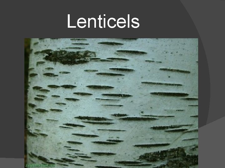 Lenticels 