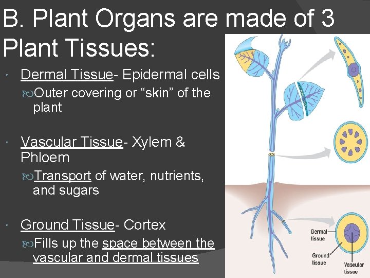 B. Plant Organs are made of 3 Plant Tissues: Dermal Tissue- Epidermal cells Outer