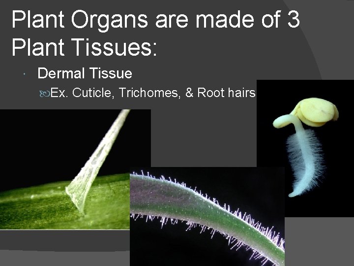 Plant Organs are made of 3 Plant Tissues: Dermal Tissue Ex. Cuticle, Trichomes, &