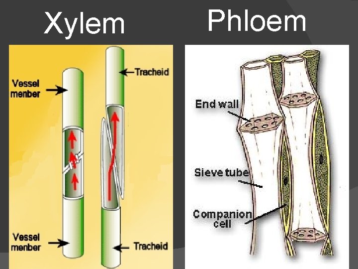 Xylem Phloem 