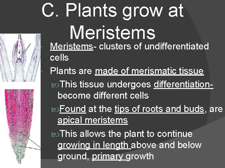 C. Plants grow at Meristems- clusters of undifferentiated cells Plants are made of merismatic