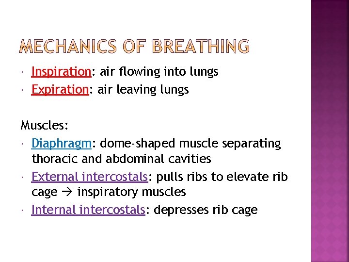  Inspiration: air flowing into lungs Expiration: air leaving lungs Muscles: Diaphragm: dome-shaped muscle