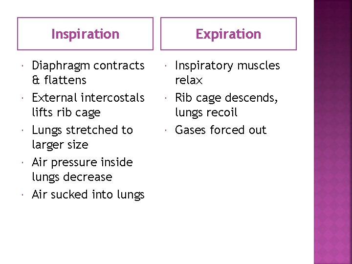 Inspiration Diaphragm contracts & flattens External intercostals lifts rib cage Lungs stretched to larger