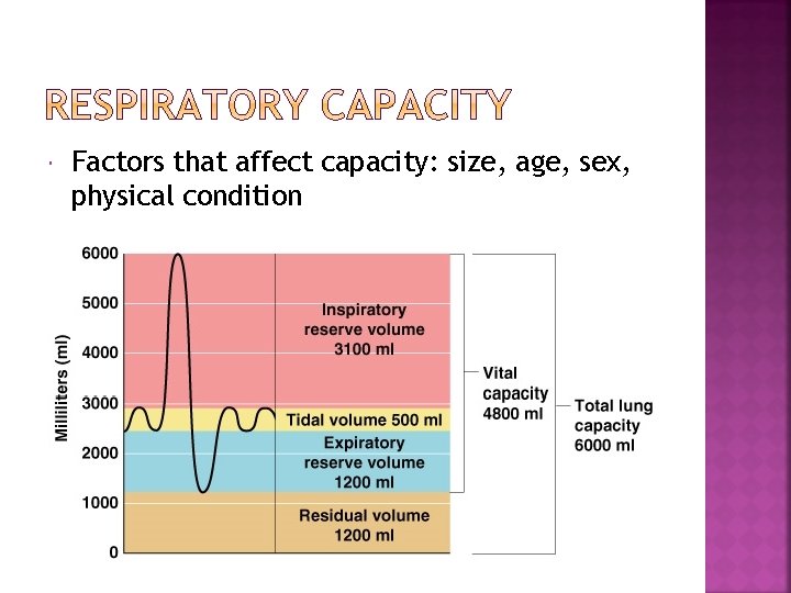  Factors that affect capacity: size, age, sex, physical condition 