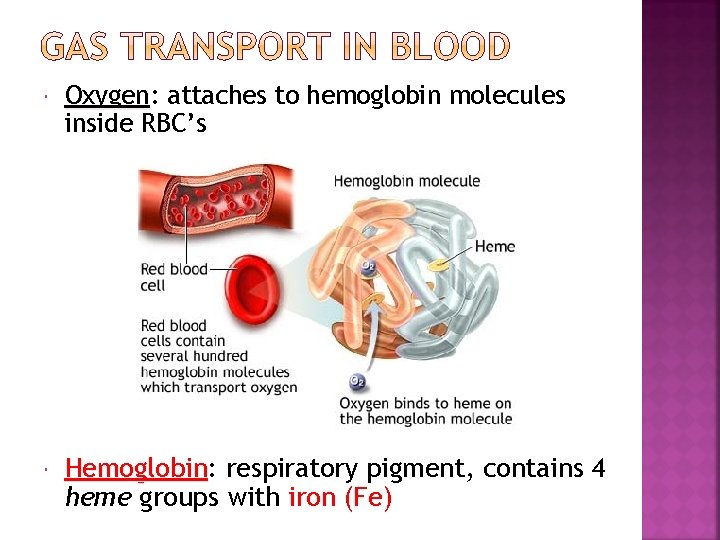  Oxygen: Oxygen attaches to hemoglobin molecules inside RBC’s Hemoglobin: Hemoglobin respiratory pigment, contains