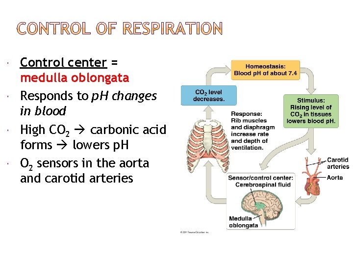  Control center = medulla oblongata Responds to p. H changes in blood High