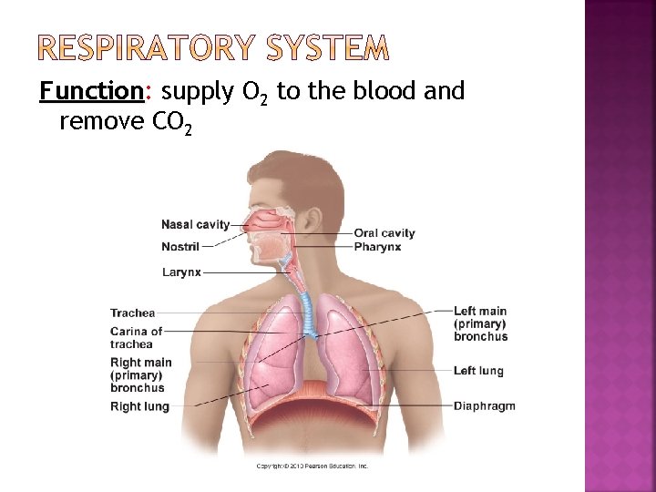 Function: Function supply O 2 to the blood and remove CO 2 