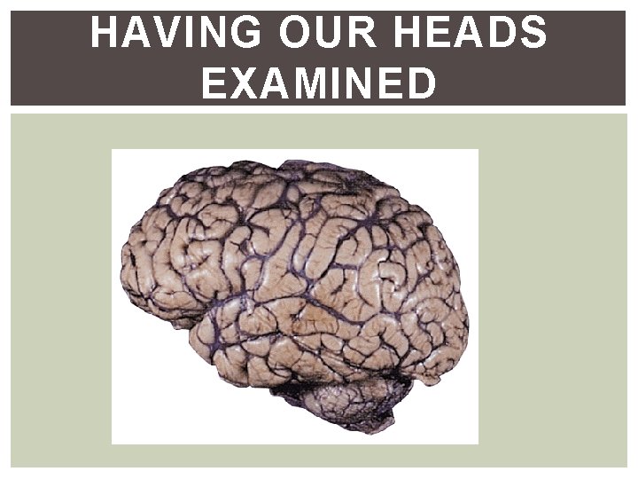 HAVING OUR HEADS EXAMINED HAVING OUR HEADS EXAMINED