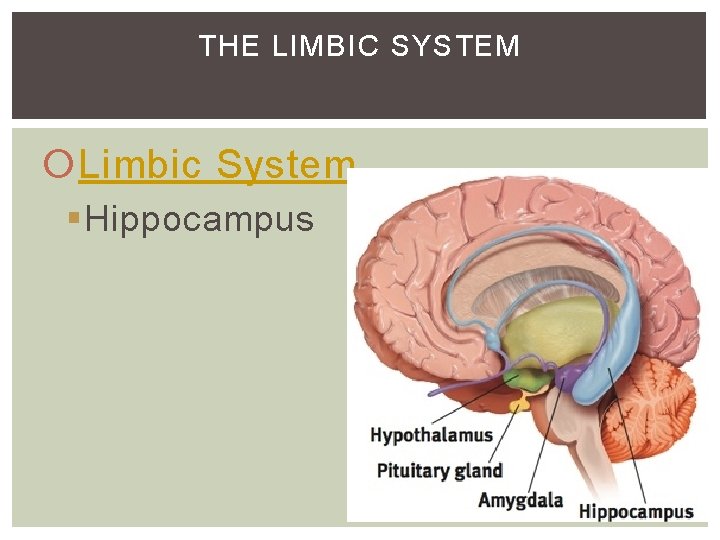 THE LIMBIC SYSTEM Limbic System §Hippocampus THE LIMBIC SYSTEM Limbic System §Hippocampus