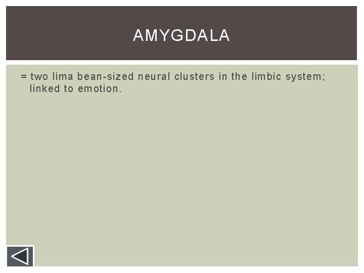 AMYGDALA = two lima bean-sized neural clusters in the limbic system; linked to emotion. AMYGDALA = two lima bean-sized neural clusters in the limbic system; linked to emotion.