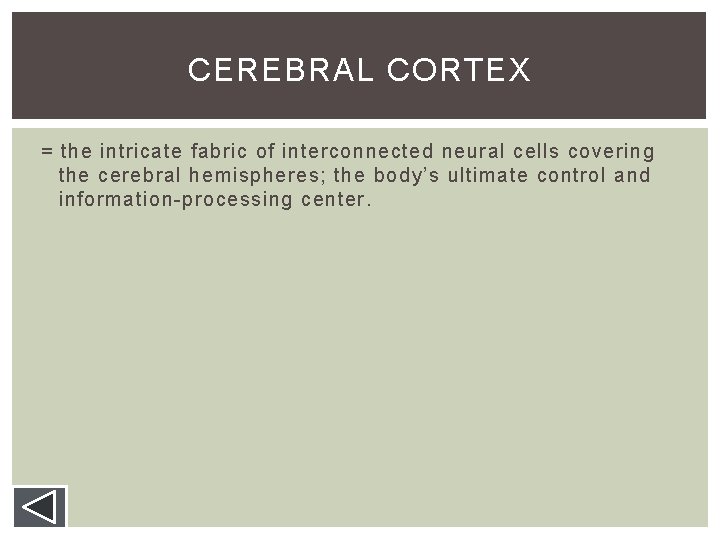 CEREBRAL CORTEX = the intricate fabric of interconnected neural cells covering the cerebral hemispheres; CEREBRAL CORTEX = the intricate fabric of interconnected neural cells covering the cerebral hemispheres;