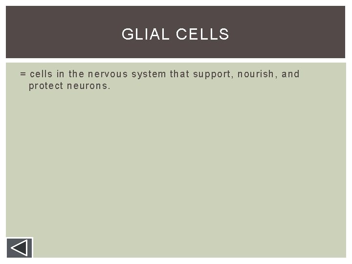 GLIAL CELLS = cells in the nervous system that support, nourish, and protect neurons. GLIAL CELLS = cells in the nervous system that support, nourish, and protect neurons.
