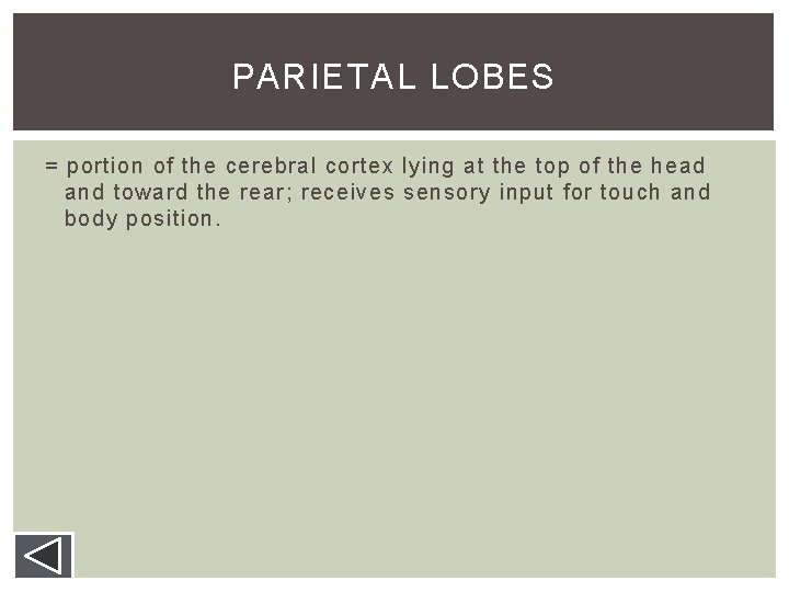 PARIETAL LOBES = portion of the cerebral cortex lying at the top of the PARIETAL LOBES = portion of the cerebral cortex lying at the top of the
