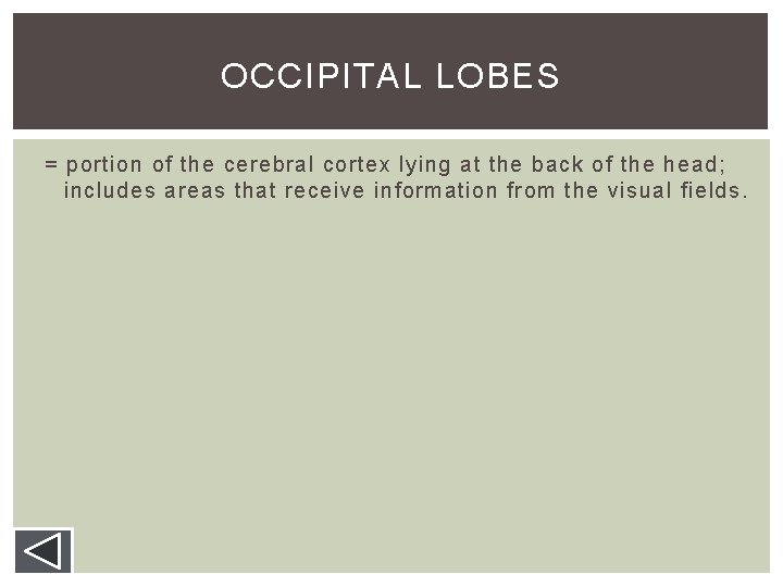 OCCIPITAL LOBES = portion of the cerebral cortex lying at the back of the OCCIPITAL LOBES = portion of the cerebral cortex lying at the back of the