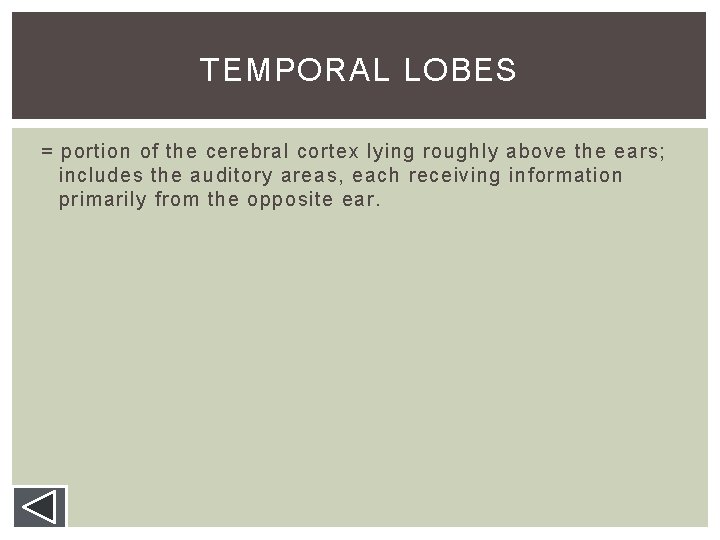 TEMPORAL LOBES = portion of the cerebral cortex lying roughly above the ears; includes TEMPORAL LOBES = portion of the cerebral cortex lying roughly above the ears; includes