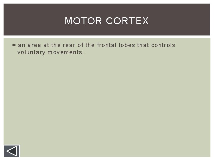MOTOR CORTEX = an area at the rear of the frontal lobes that controls MOTOR CORTEX = an area at the rear of the frontal lobes that controls