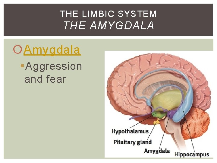 THE LIMBIC SYSTEM THE AMYGDALA Amygdala §Aggression and fear THE LIMBIC SYSTEM THE AMYGDALA Amygdala §Aggression and fear