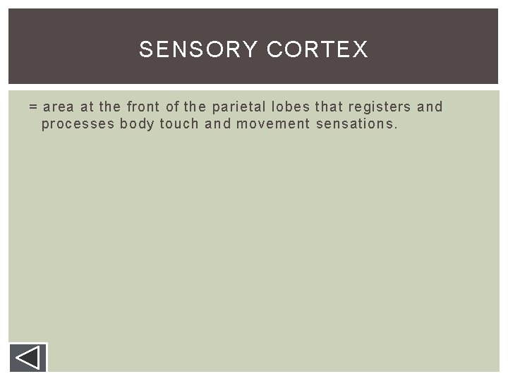 SENSORY CORTEX = area at the front of the parietal lobes that registers and SENSORY CORTEX = area at the front of the parietal lobes that registers and