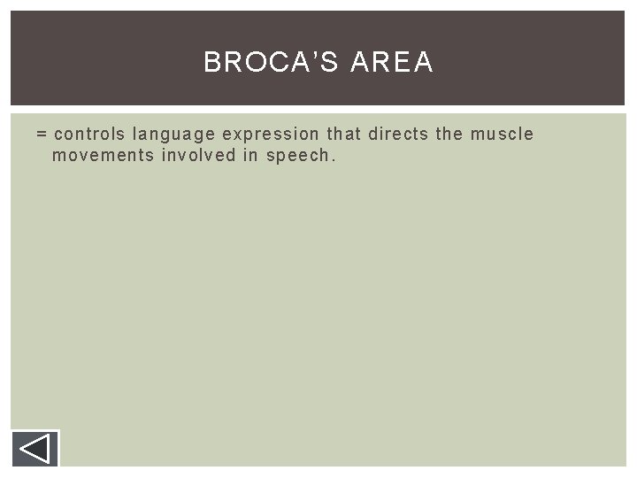 BROCA’S AREA = controls language expression that directs the muscle movements involved in speech. BROCA’S AREA = controls language expression that directs the muscle movements involved in speech.