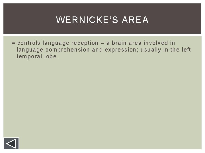 WERNICKE’S AREA = controls language reception – a brain area involved in language comprehension WERNICKE’S AREA = controls language reception – a brain area involved in language comprehension