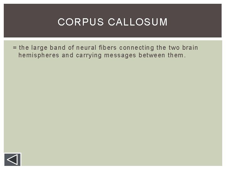 CORPUS CALLOSUM = the large band of neural fibers connecting the two brain hemispheres CORPUS CALLOSUM = the large band of neural fibers connecting the two brain hemispheres