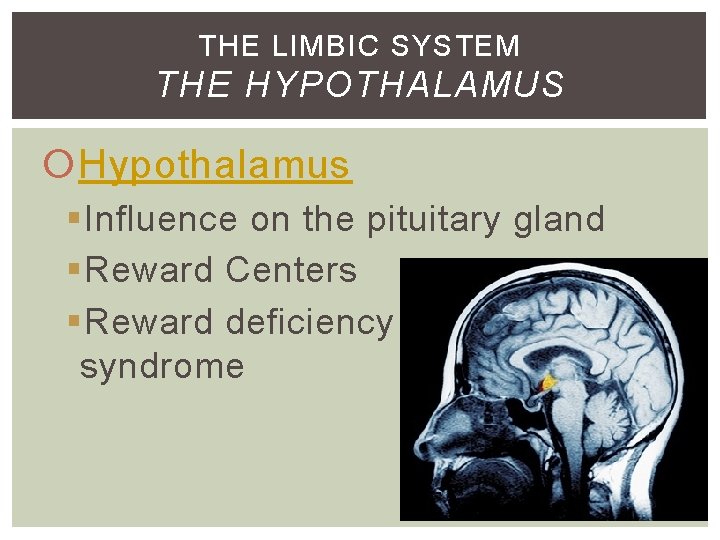 THE LIMBIC SYSTEM THE HYPOTHALAMUS Hypothalamus §Influence on the pituitary gland §Reward Centers §Reward THE LIMBIC SYSTEM THE HYPOTHALAMUS Hypothalamus §Influence on the pituitary gland §Reward Centers §Reward
