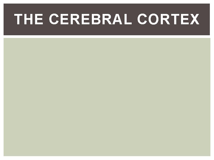 THE CEREBRAL CORTEX THE CEREBRAL CORTEX