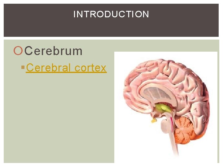 INTRODUCTION Cerebrum §Cerebral cortex INTRODUCTION Cerebrum §Cerebral cortex