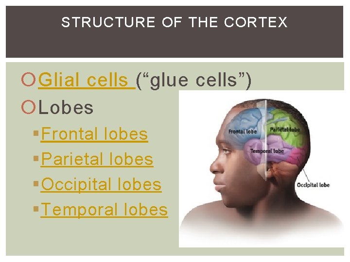 STRUCTURE OF THE CORTEX Glial cells (“glue cells”) Lobes §Frontal lobes §Parietal lobes §Occipital STRUCTURE OF THE CORTEX Glial cells (“glue cells”) Lobes §Frontal lobes §Parietal lobes §Occipital