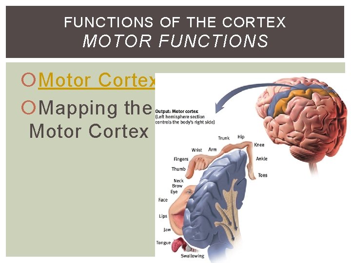 FUNCTIONS OF THE CORTEX MOTOR FUNCTIONS Motor Cortex Mapping the Motor Cortex FUNCTIONS OF THE CORTEX MOTOR FUNCTIONS Motor Cortex Mapping the Motor Cortex