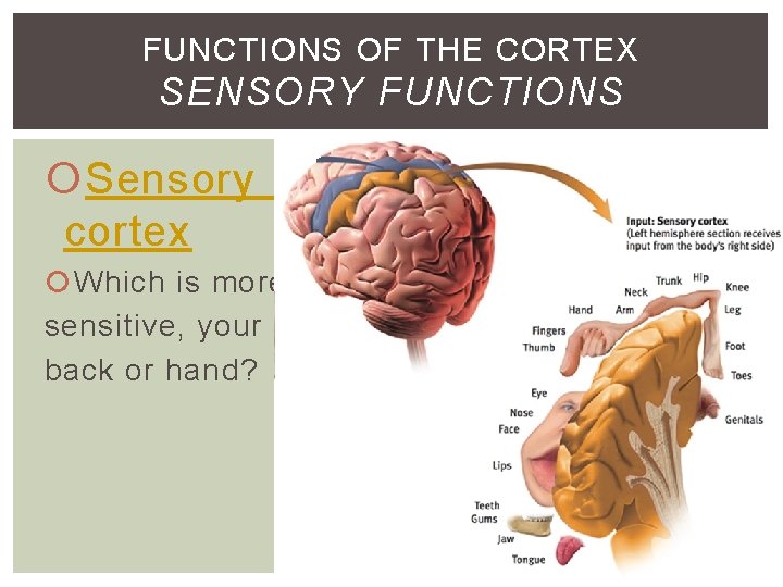 FUNCTIONS OF THE CORTEX SENSORY FUNCTIONS Sensory cortex Which is more sensitive, your back FUNCTIONS OF THE CORTEX SENSORY FUNCTIONS Sensory cortex Which is more sensitive, your back