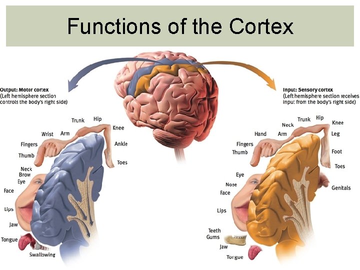 Functions of the Cortex Functions of the Cortex