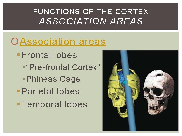 FUNCTIONS OF THE CORTEX ASSOCIATION AREAS Association areas §Frontal lobes § “Pre-frontal Cortex” § FUNCTIONS OF THE CORTEX ASSOCIATION AREAS Association areas §Frontal lobes § “Pre-frontal Cortex” §