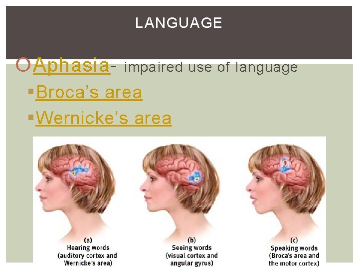LANGUAGE Aphasia- impaired use of language §Broca’s area §Wernicke’s area LANGUAGE Aphasia- impaired use of language §Broca’s area §Wernicke’s area