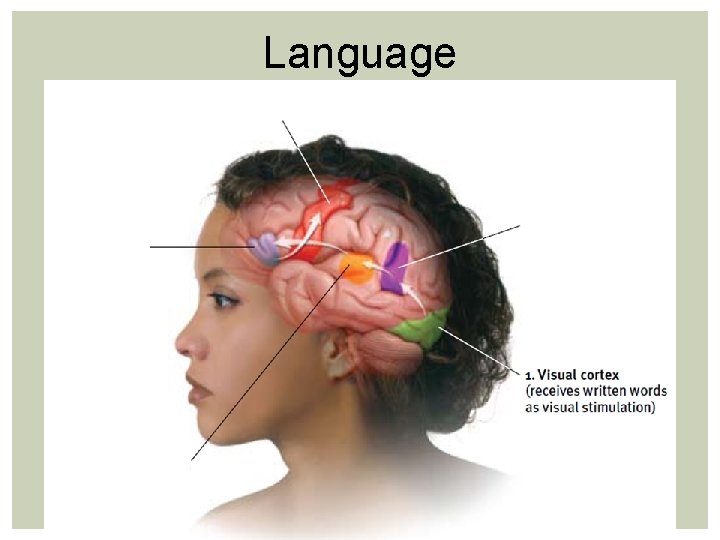 Language Language
