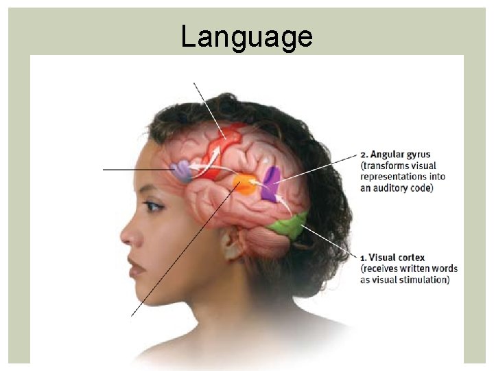 Language Language