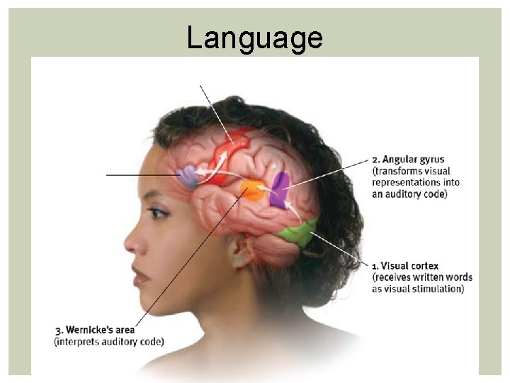 Language Language