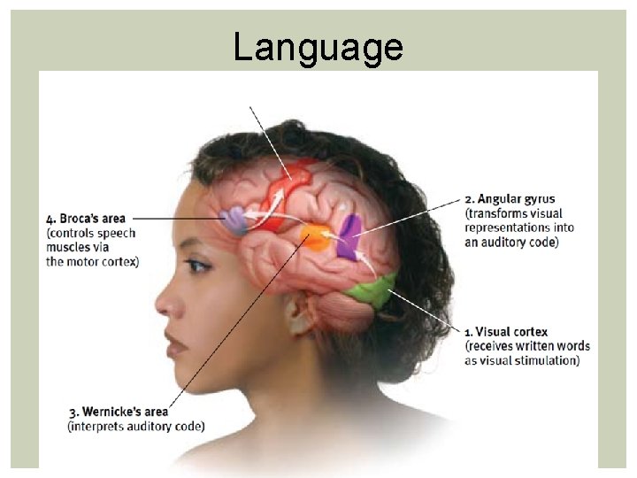 Language Language