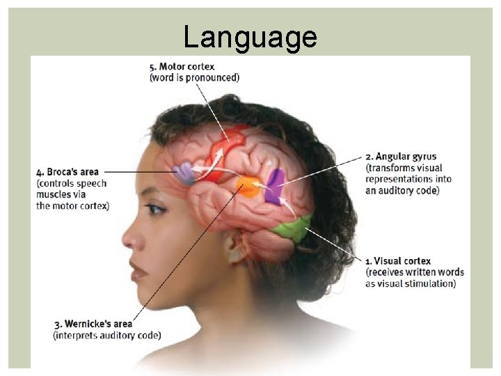 Language Language