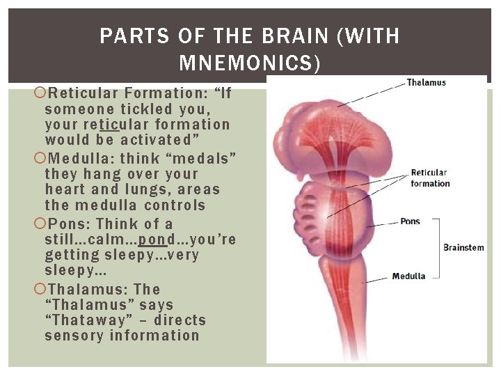 PARTS OF THE BRAIN (WITH MNEMONICS) Reticular Formation: “If someone tickled you, your reticular PARTS OF THE BRAIN (WITH MNEMONICS) Reticular Formation: “If someone tickled you, your reticular