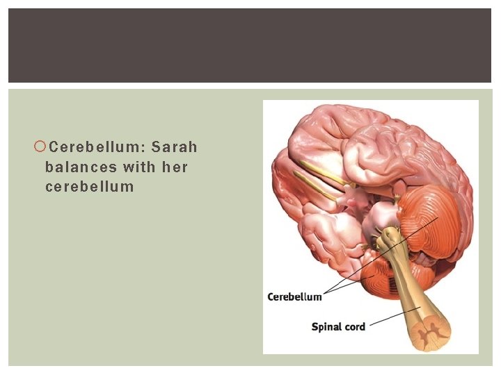 Cerebellum: Sarah balances with her cerebellum Cerebellum: Sarah balances with her cerebellum