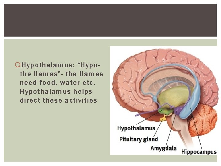 Hypothalamus: “Hypothe llamas”- the llamas need food, water etc. Hypothalamus helps direct these Hypothalamus: “Hypothe llamas”- the llamas need food, water etc. Hypothalamus helps direct these