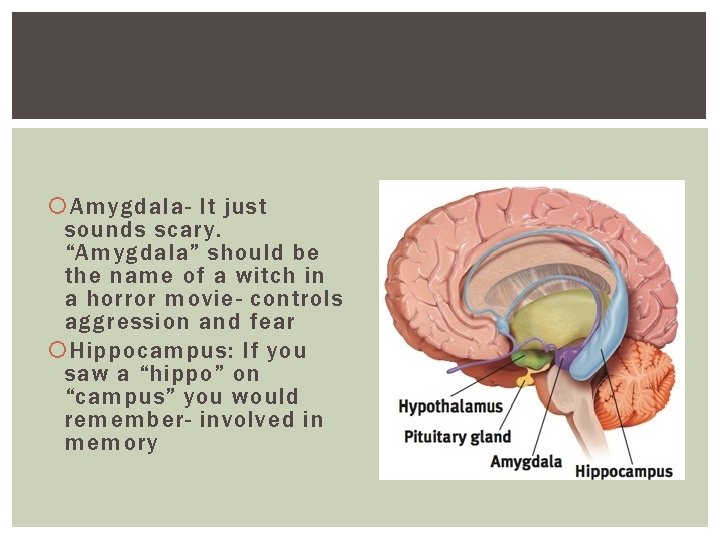 Amygdala- It just sounds scary. “Amygdala” should be the name of a witch Amygdala- It just sounds scary. “Amygdala” should be the name of a witch